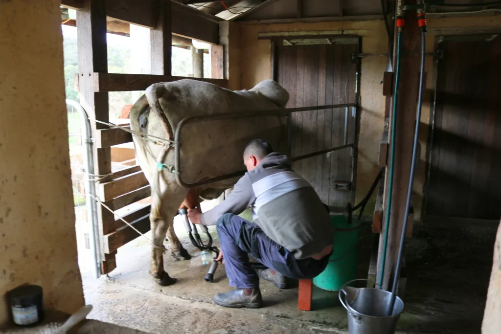 Ethical ahimsa milking of Gir cow at Krishna Valley cruelty-free dairy Victoria Australia