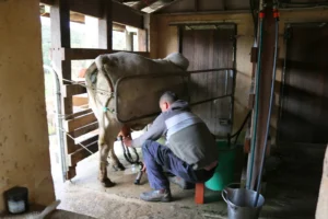 Ethical ahimsa milking of Gir cow at Krishna Valley cruelty-free dairy Victoria Australia