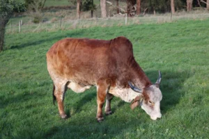Green pasture land management at Krishna Valley 200 acre cow sanctuary Bambra Victoria