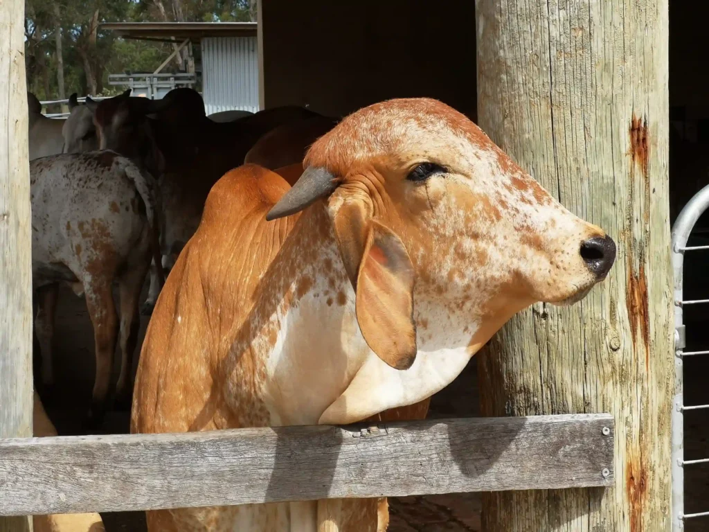 pure A2 Gir cow milk and ghee from ahimsa dairy Krishna Valley Victoria Australia